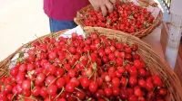 Češnje se te dni v Goriških brdih prodajajo po 6,5 evra za kilogram.
