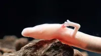Človeška ribica ima redko sposobnost obnavljanja okončin.