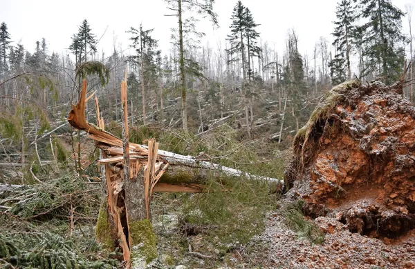 Takšna je bila podoba notranjskih gozdov po vetrolomu, ki je 
izruval in polomil tudi starejša in debelejša drevesa.