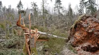Takšna je bila podoba notranjskih gozdov po vetrolomu, ki je 
izruval in polomil tudi starejša in debelejša drevesa.