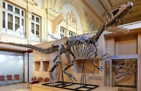

Originalnega je 70 odstotkov okostja dinozavra, drugi deli pa so iz 
umetne mase. 