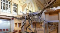 

Originalnega je 70 odstotkov okostja dinozavra, drugi deli pa so iz 
umetne mase. 