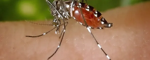Tigrasti komar je dobil tako ime zaradi  progastega videza.   