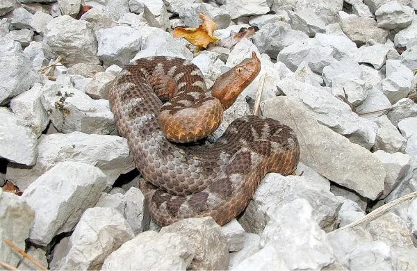 Ugrizi kač