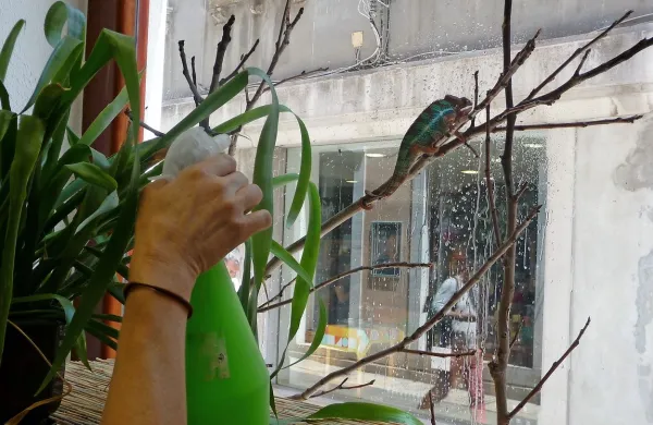 Madagaskarski panterjev kameleon si   ne ogleduje mimoidočih po 
Čevljarski ulici, ampak lovi muhe, za kar potrebuje vlažen jezik. 
Pomagajo mu z oroševanjem stekla.     