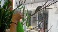 Madagaskarski panterjev kameleon si   ne ogleduje mimoidočih po 
Čevljarski ulici, ampak lovi muhe, za kar potrebuje vlažen jezik. 
Pomagajo mu z oroševanjem stekla.     