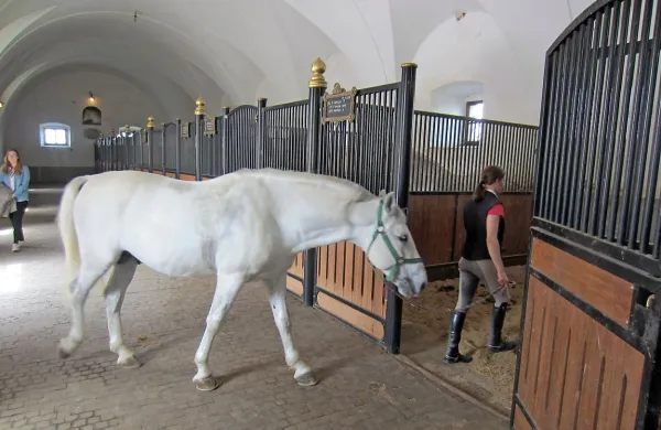 Za letošnje investicije v Kobilarni Lipica 443.000 evrov