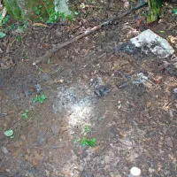 Nesrečni tujec je obležal v plitvi dolinici pod gabri,  glavo položil na 
kamen, se zleknil z nogami navzdol in za vedno zaspal.