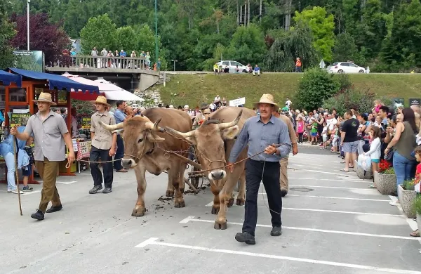 Furmanski praznik bo jutri že 27. leto zapored oživil furmansko 
dediščino. In tudi letos bo na njem volovska vprega iz Merč.