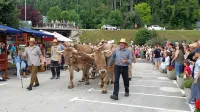 Furmanski praznik bo jutri že 27. leto zapored oživil furmansko 
dediščino. In tudi letos bo na njem volovska vprega iz Merč.