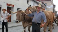 Edino volovsko vprego v državi, s katero redno gostuje tudi na Furmanskem prazniku, ima Ivan 
Žiberna iz Merč.