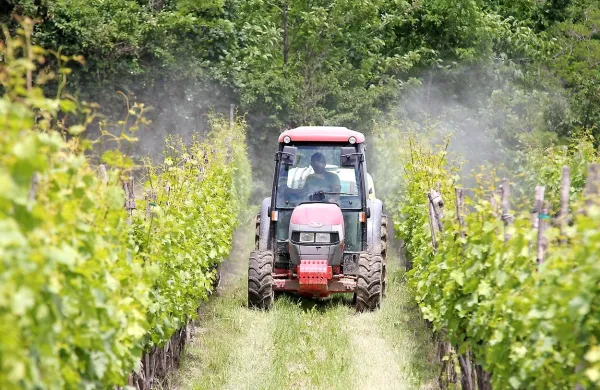 Strokovnjaki vinogradnikom priporočajo redno, zaradi padavin in 
izpiranja pa tudi pogostejše škropljenje.