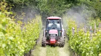 Strokovnjaki vinogradnikom priporočajo redno, zaradi padavin in 
izpiranja pa tudi pogostejše škropljenje.