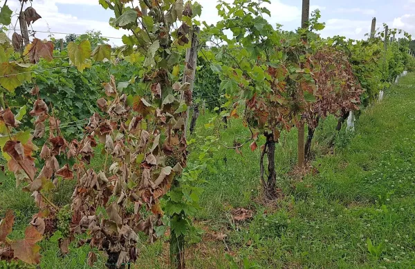 Refoškovih trt v tem vinogradu pri Štanjelu letos ne pobira suša, 
temveč kap vinske trte, trenutno najhujša grožnja primorskega 
vinogradništva. 