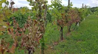 Refoškovih trt v tem vinogradu pri Štanjelu letos ne pobira suša, 
temveč kap vinske trte, trenutno najhujša grožnja primorskega 
vinogradništva. 