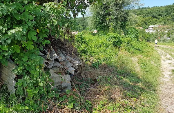 Še malo pa bo narava naredila svoje in bo nevaren azbest “izginil” 
v primežu zelenih ovijalk. 