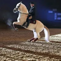 Lipiški konji se bodo prihodnji teden predstavili na festivalu v 
Franciji. 