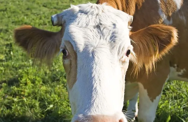 Fotografija je simbolična.