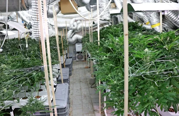 V nekdanji trgovini so odkrili profesionalno urejen “laboratorij” za 
gojenje konoplje.