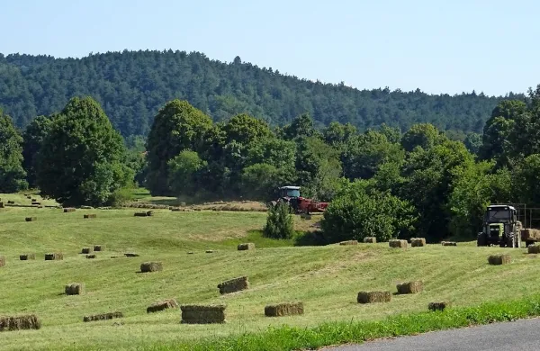Letošnja letina sena bo po kakovosti nekoliko slabša, pravijo 
kosci.  