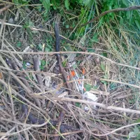 Uporabljene brizge so ležale v gozdu bambusa, a tega zatočišča 
odvisniki ne bodo mogli več uporabljati. 