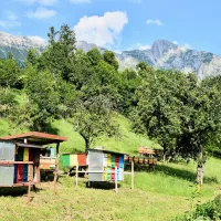 Čebelnjaki pod mogočnim Krnom