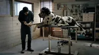 V sekciji Open Air bo na ogled tudi Dogman italijanskega režiserja 
Mattea Garroneja.