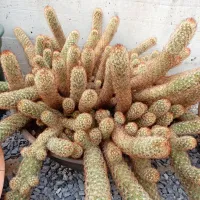 Kaktus mammillaria elongata raste bolj v širino kot v višino.
