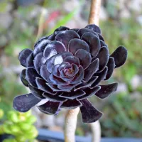    Veliko pozornosti zbuja črna lepotica vrste arboreum cv. atropurpureum.