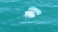 Za morski klobuk je značilna vijolična obroba.