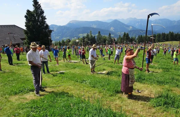 Kosci - vseh skupaj 570 - pred vstopom na snežet za podiranje 
Guinnessovega rekorda.