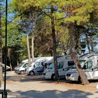 V kampu na Belvederju so v prijetni senci borovcev uredili 
prostore za avtodome. 