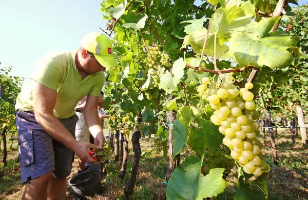 Briški vinogradniki bodo v sredo začeli z letošnjo trgatvijo.