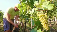 Briški vinogradniki bodo v sredo začeli z letošnjo trgatvijo.