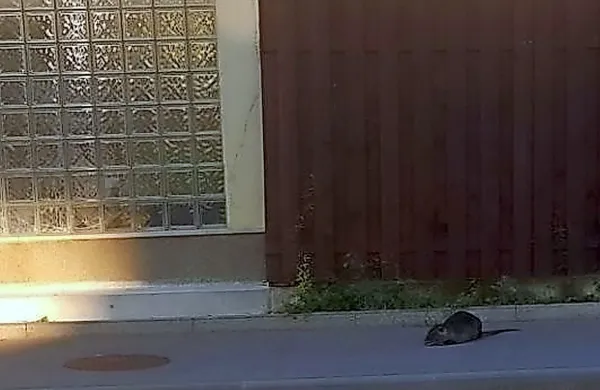 Pred dnevi se je  nutrija, ki se sicer zadržuje na brežinah 
Badaševice, podala čez cesto  in se približala soseski nizkih vrstnih 
hiš v Olmu. 