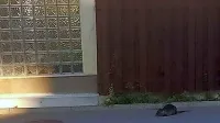 Pred dnevi se je  nutrija, ki se sicer zadržuje na brežinah 
Badaševice, podala čez cesto  in se približala soseski nizkih vrstnih 
hiš v Olmu. 
