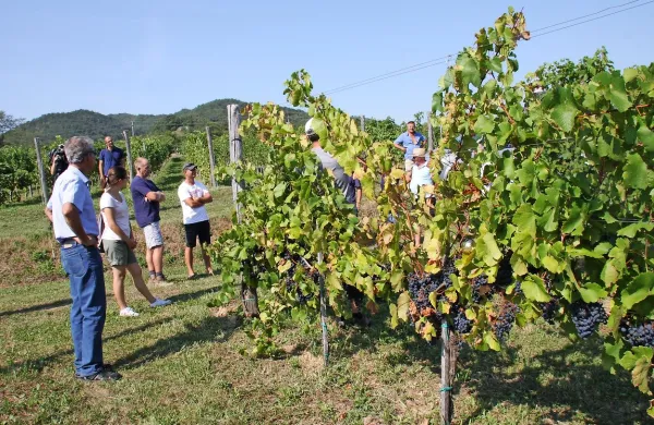 V Selekcijsko trsničarskem središču Vrhpolje so ob dnevu odprtih 
vrat med drugim predstavili  kolekcijski vinograd, kjer negujejo že 
več kot 150  sort in klonov vinske trte.   