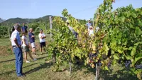 V Selekcijsko trsničarskem središču Vrhpolje so ob dnevu odprtih 
vrat med drugim predstavili  kolekcijski vinograd, kjer negujejo že 
več kot 150  sort in klonov vinske trte.   