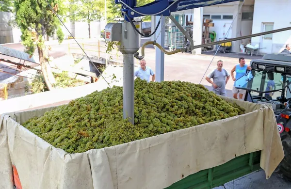 V Kleti Brda so včeraj s posodobljeno opremo začeli s prevzemom grozdja letošnje letine, od katere si obetajo dobro vino.