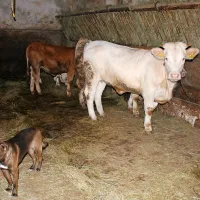 Tudi v napajalnikih v hlevu je zdaj vedno dovolj vode.