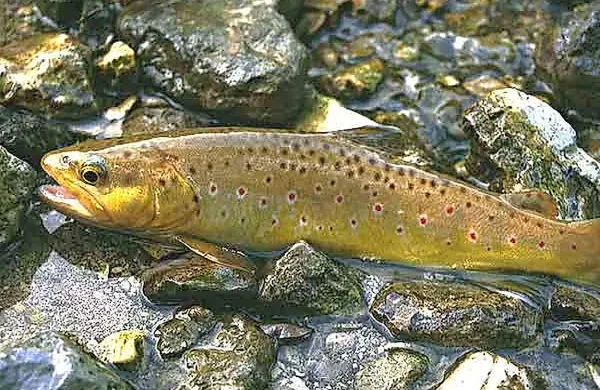 V naravnem rezervatu doline Glinščice bi se radi znebili potočnih 
postrvi.