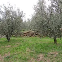 Pogled na nasad, ki ga uporablja Inštitut za oljkarstvo, preden je 
klestila toča. Zdaj je na tleh  polovica plodov, zaradi  poškodovanih 
zimzelenih  vej pa ne bodo mogli zagotoviti  zdravega “materiala” 
za razmnoževanje oljk. 