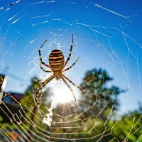 Čudovite barve pajka osarja v prednastavitvah   fuji velvia 