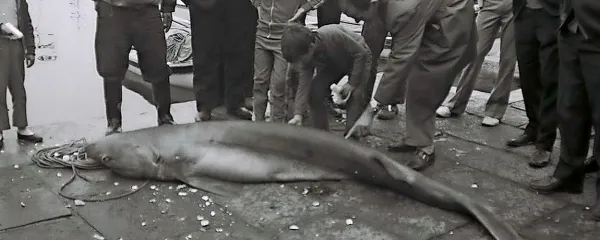 Morski pes šesteroškrgar iz Simonovega zaliva leta 1972.