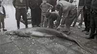 Morski pes šesteroškrgar iz Simonovega zaliva leta 1972.