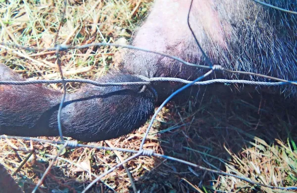 Lovci so z nami delili precej bolj nazorne fotografije od zgornje. 
Samico divjega prašiča je zanka najprej zgrabila okrog vratu, nato 
pa se je še zapletla v ograjo vinograda. 