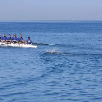 Med Koprom in Žusterno je plavalce usmerjal tudi veteranski 
osmerec izolskih veslačev.