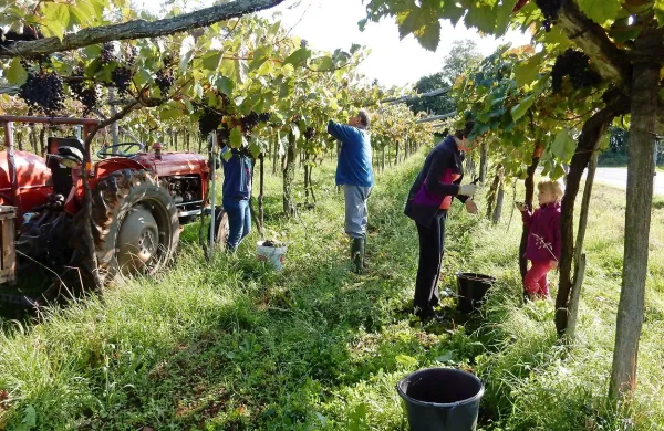 Medtem ko so družine v vinogradih, si tatovi izberejo za tarče njihove hiše ali običajno odklenjene 
avtomobile ob vinogradih.