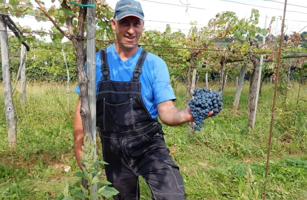 “Poglejte, kako lep, zdrav grozd, Take je res užitek pobirati,” je bil 
včeraj navdušen trgač v vinogradu Jureta Katiža pri Godnjah. 