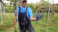“Poglejte, kako lep, zdrav grozd, Take je res užitek pobirati,” je bil 
včeraj navdušen trgač v vinogradu Jureta Katiža pri Godnjah. 